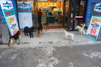P1090247.JPG